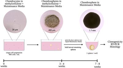 A Single-Cell Culture System for Dissecting Microenvironmental Signaling in Development and Disease of Cartilage Tissue